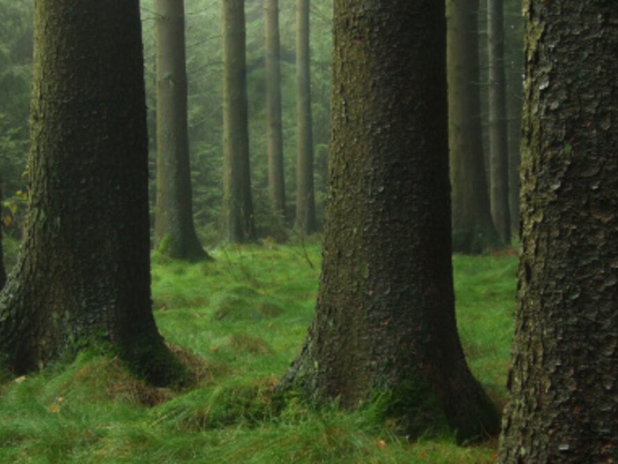 Environmental Statement